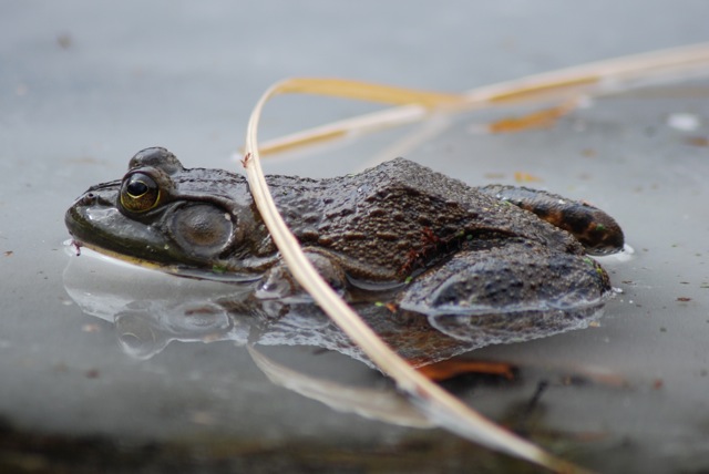 frog-on-ice