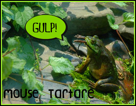 frogeatsmouse
